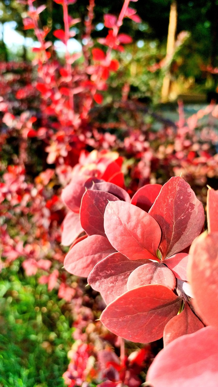 shrubs