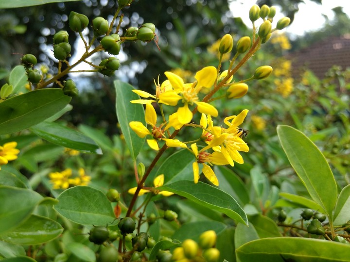 flowers