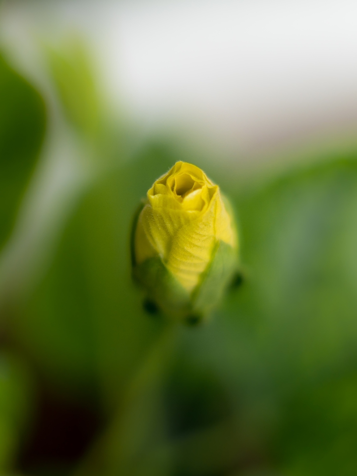 To be Blossomed