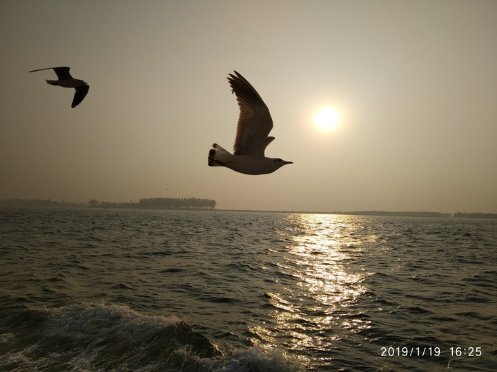sea bird