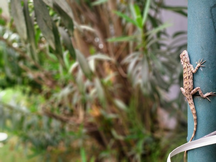 Indian Chameleon