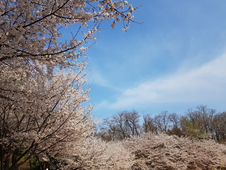 벚꽃과하늘