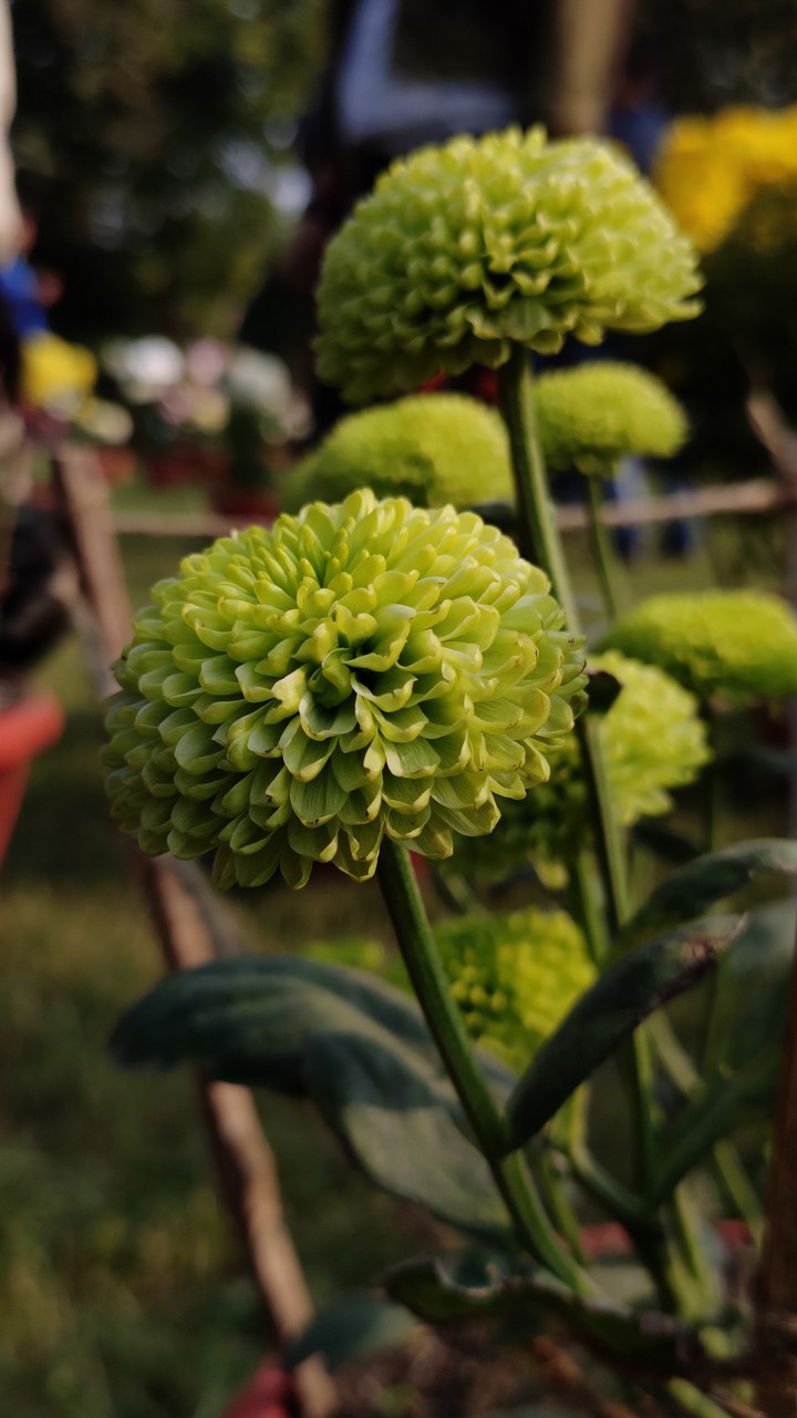flower
