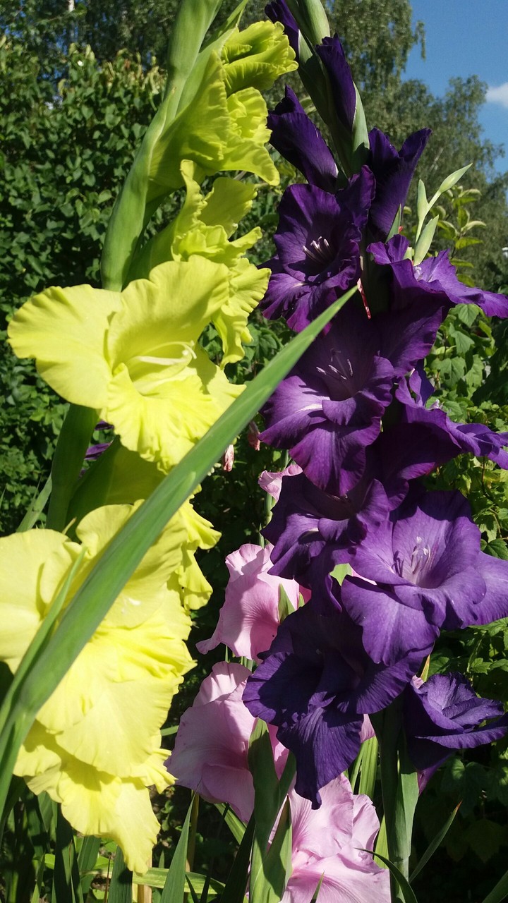 Flowers