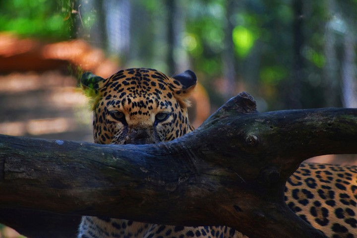 A leopard does not change his spots