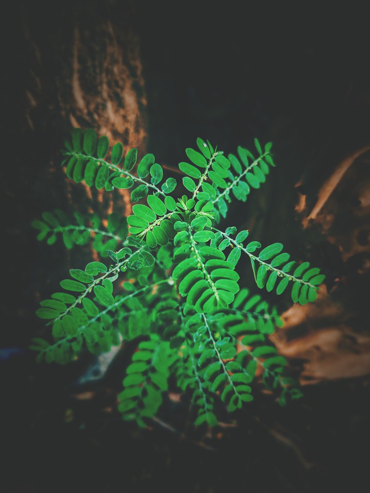 PLANT
