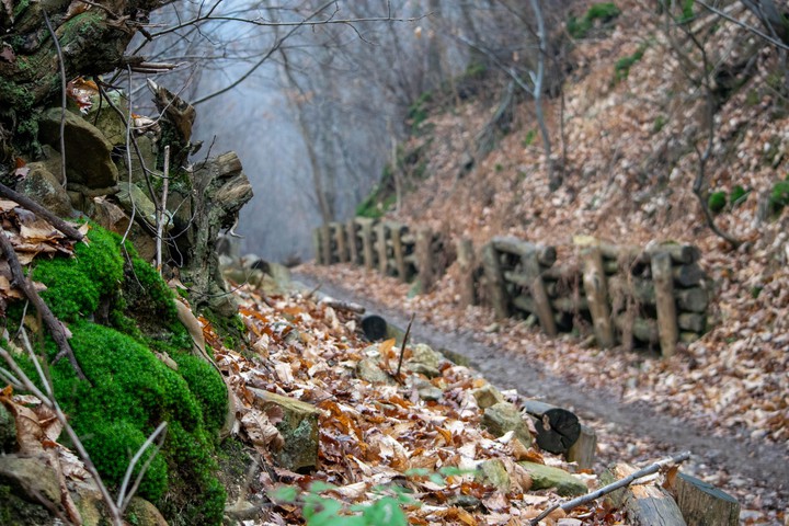 sentieri nel bosco