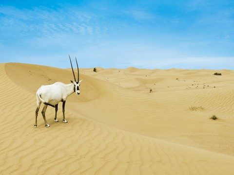 tapety Desert, landscapes