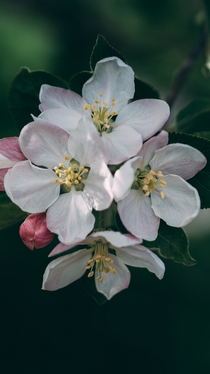 #flowers #GoodMorning #Have#A#niCe#Day