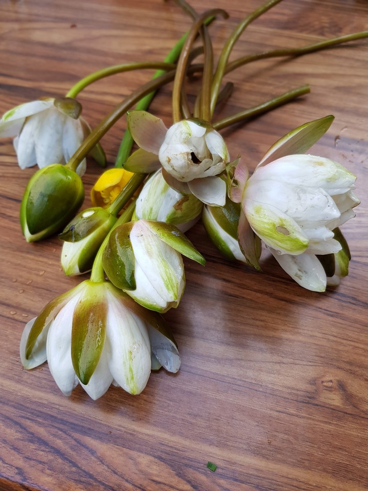 Lilly
