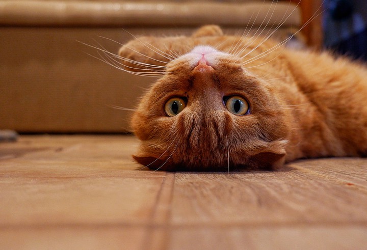 котики