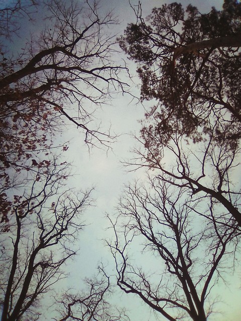 dark tree