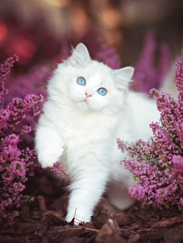 cat with flowers