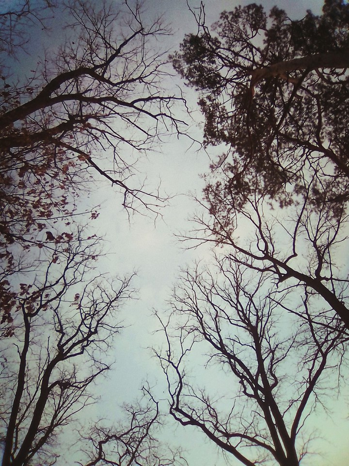 dark tree