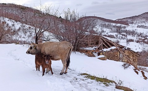cows