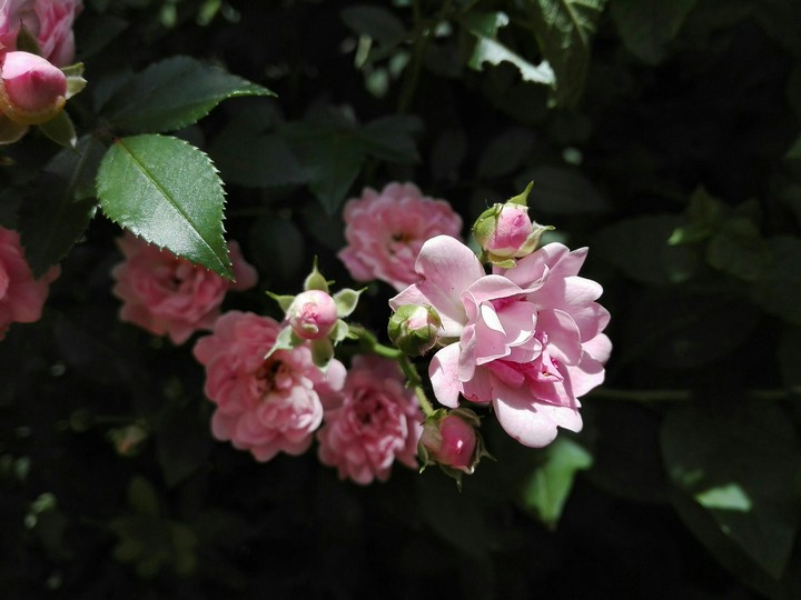 Roses