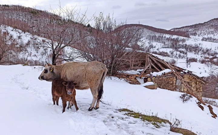 cows