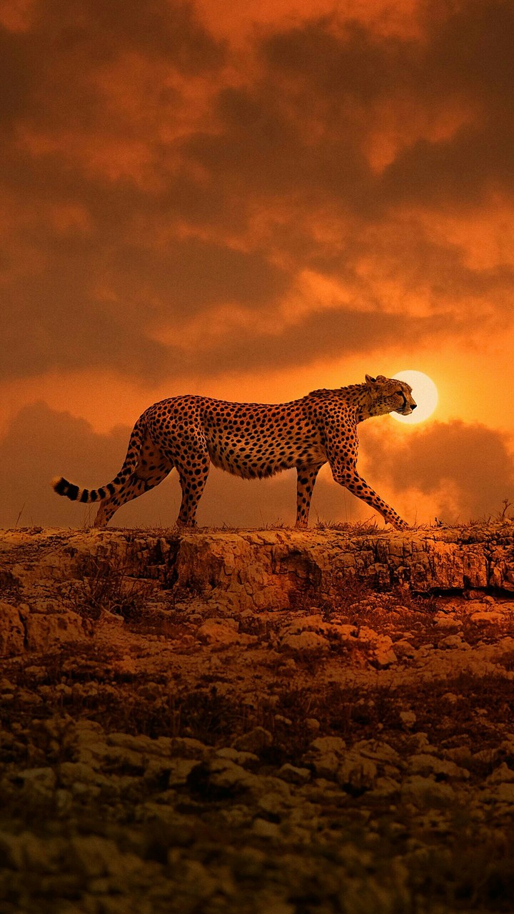 cheetah