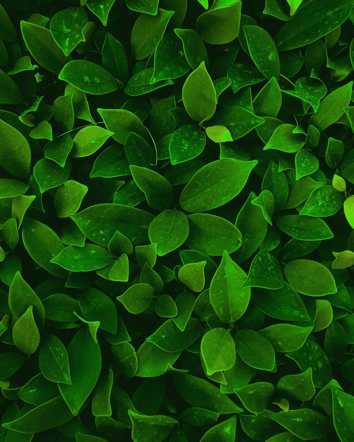 Green leaves