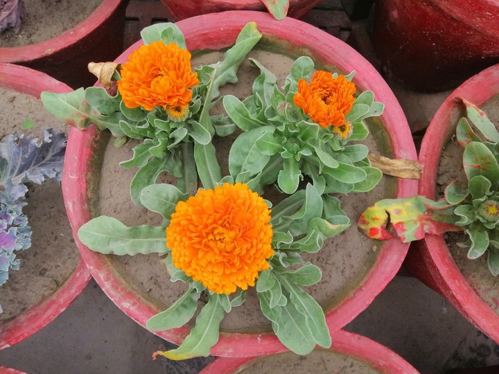 Flowers