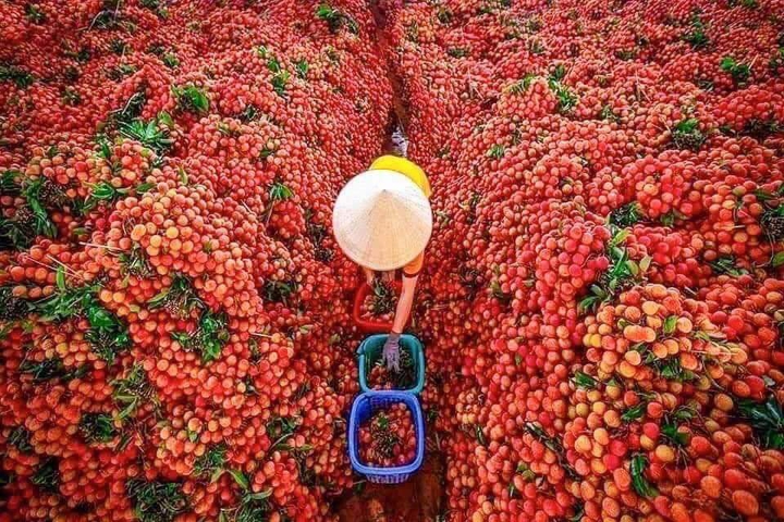 #VietNamFruits
