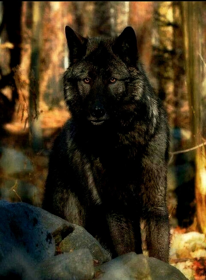 Black Wolf in Camouflage