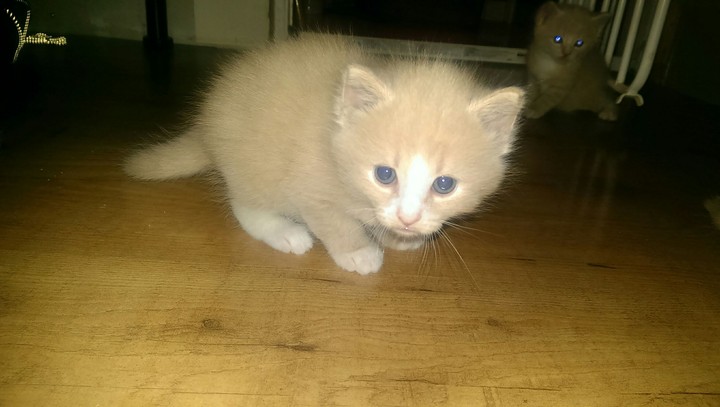 baby