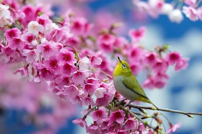 spring season..