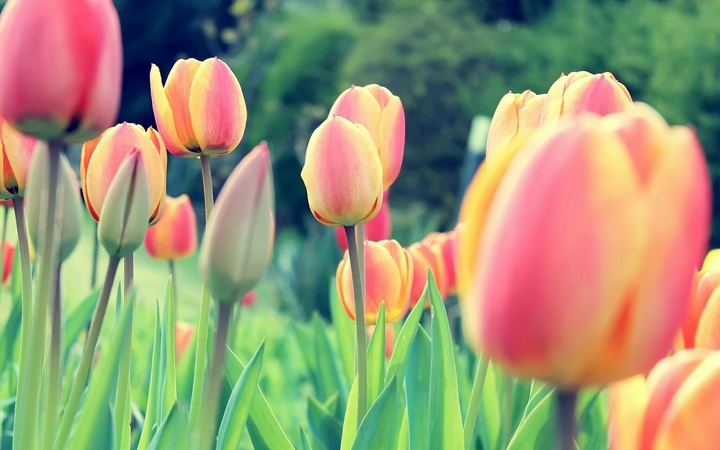 spring ^3^