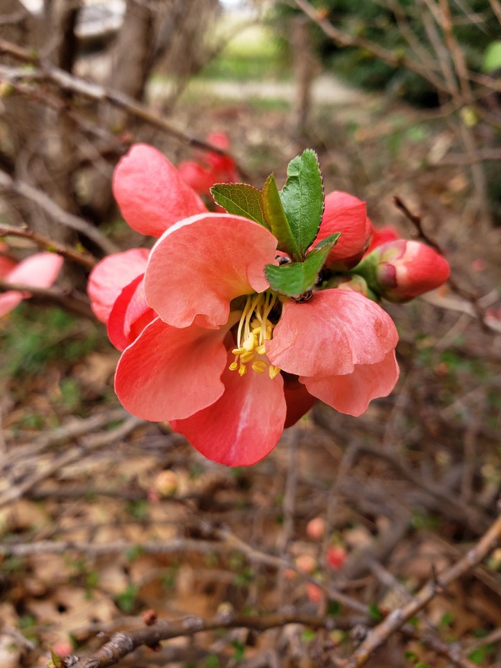 Cherry blossoms