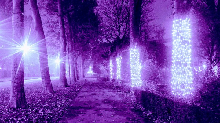 Purple walk around.
