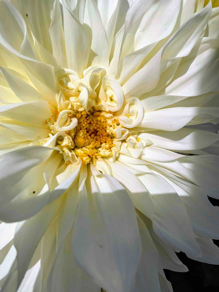 dahlia flower