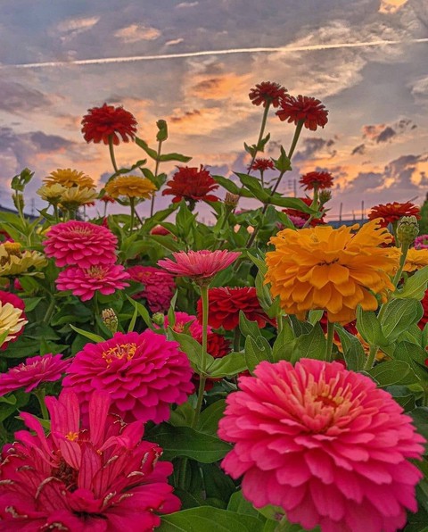 in the meadow...