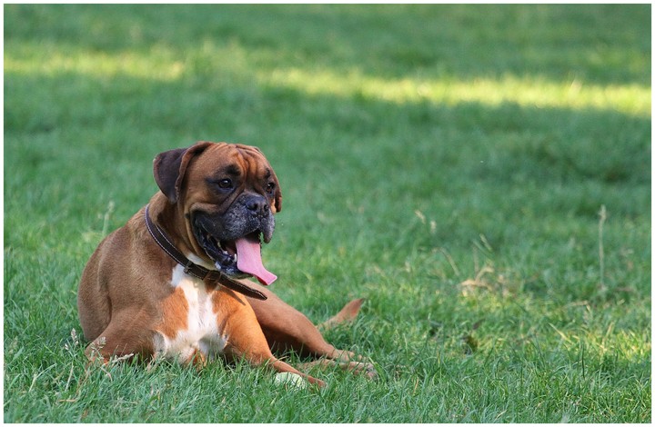 My Boxer