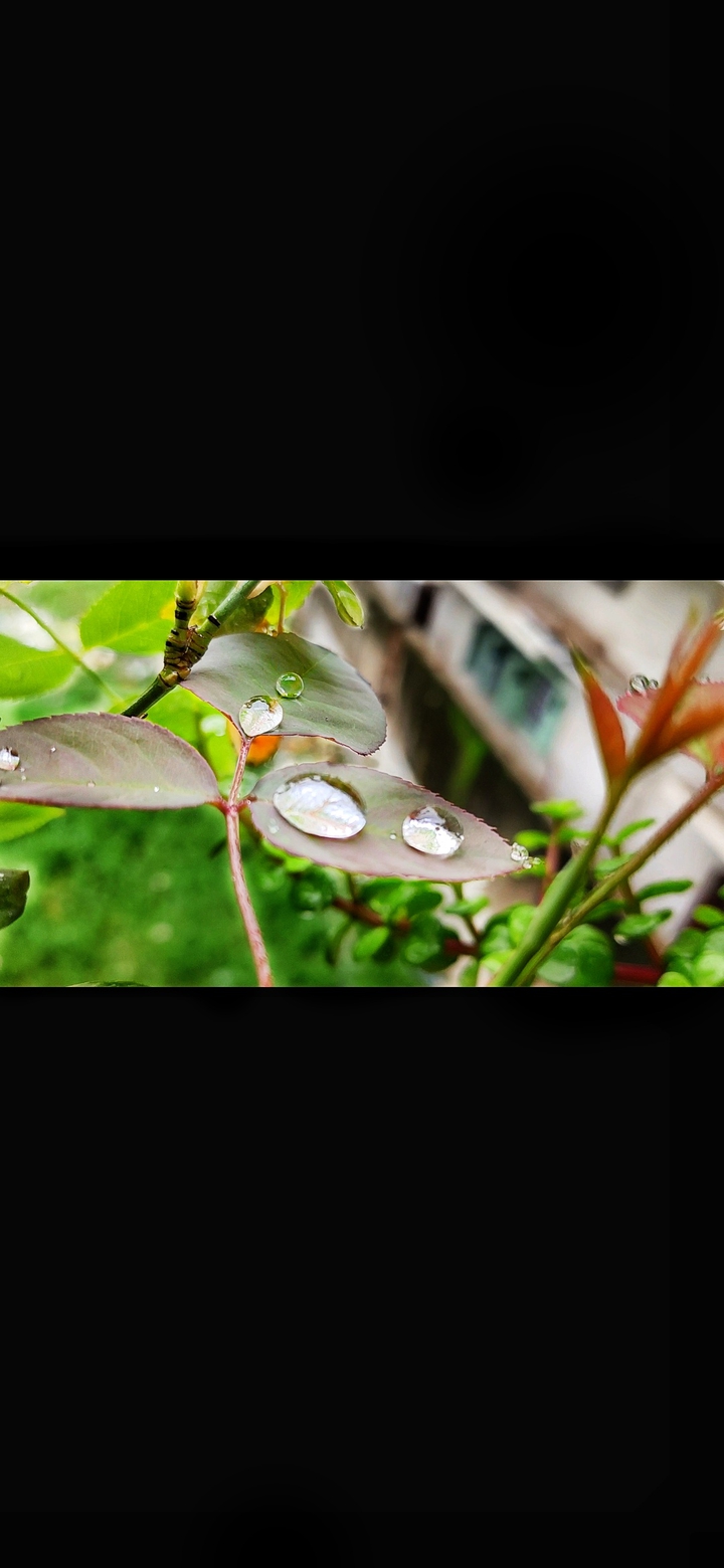 rain