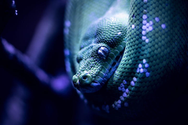 Snahisssss?