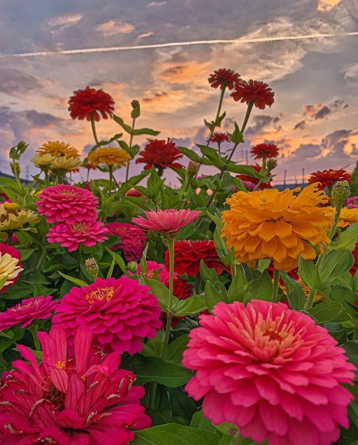in the meadow...