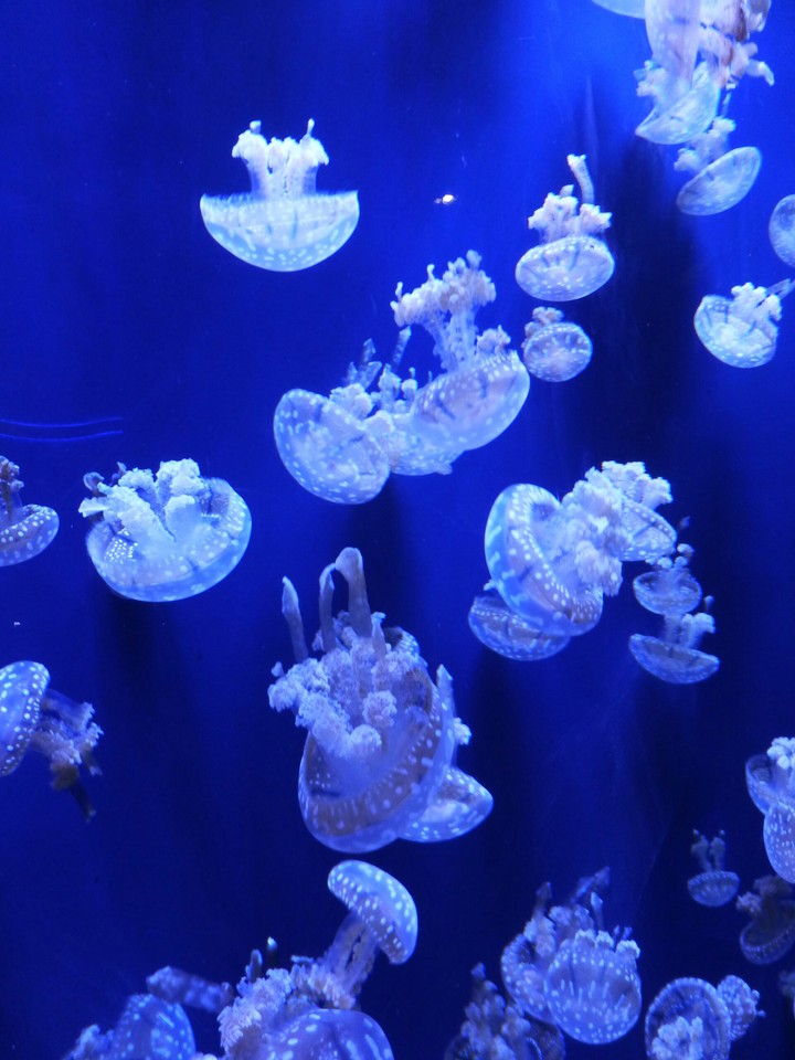 Jelly fish