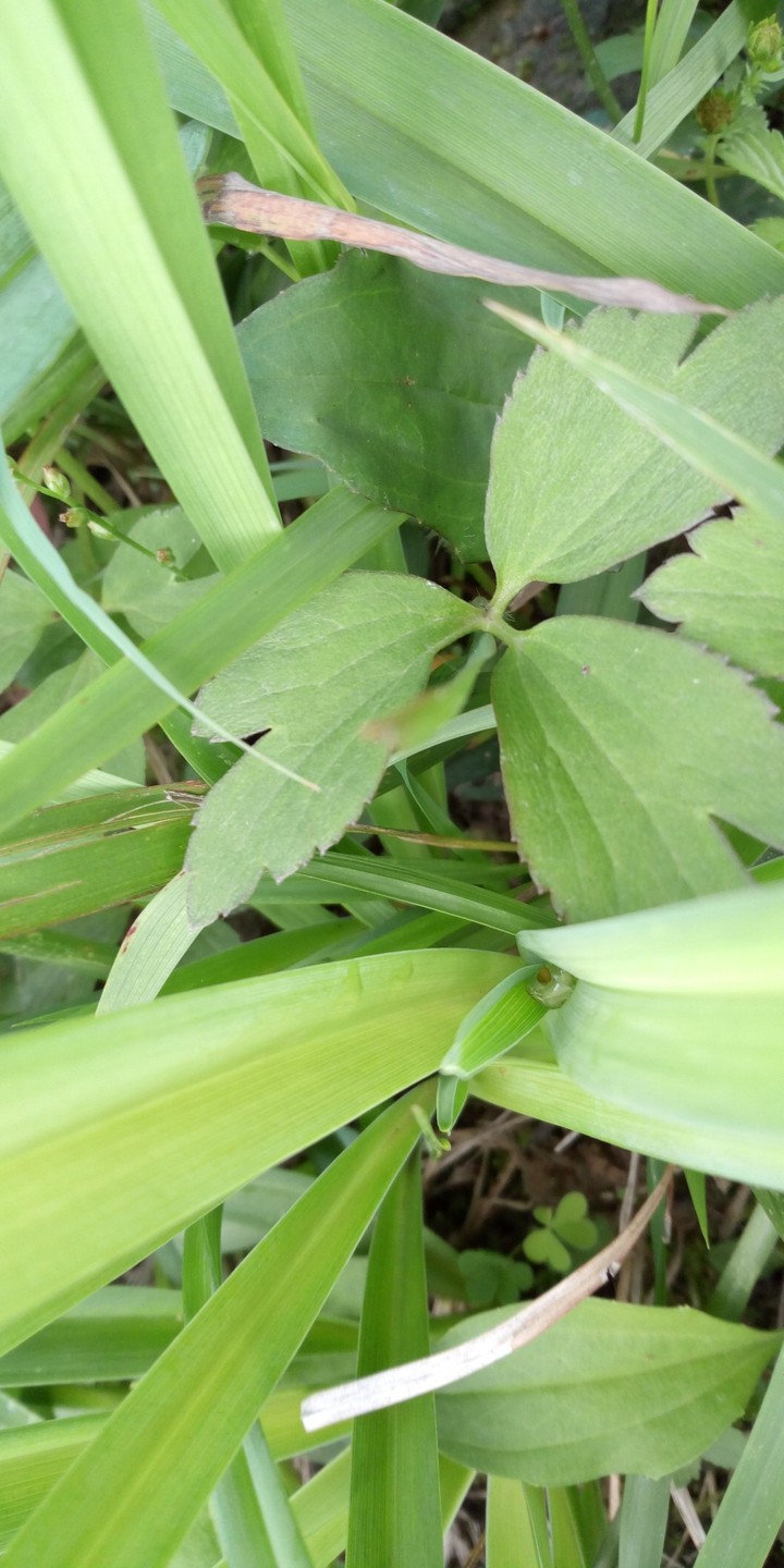 greenleaves