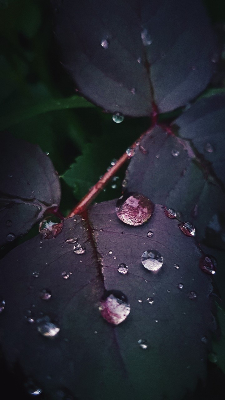 Rainy day