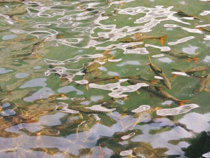 //Fish//
