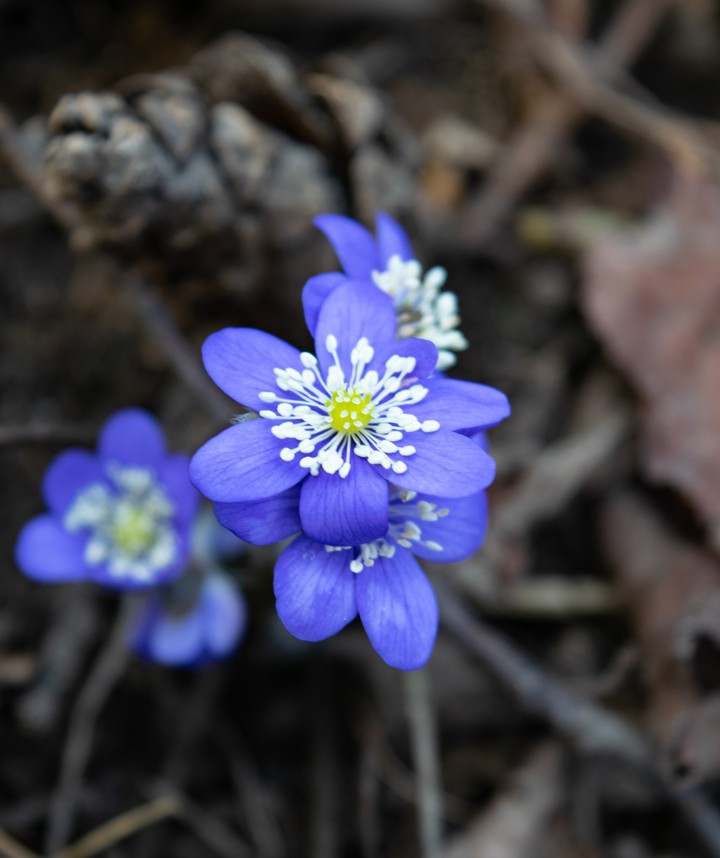 Liverwort