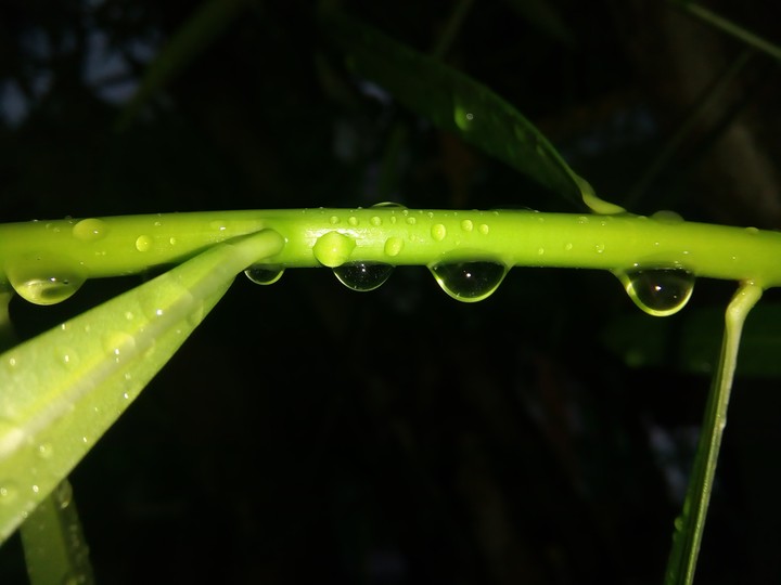 raindrops