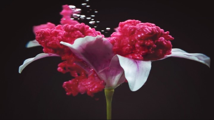 #colores #pintura #agua #flor #patrones