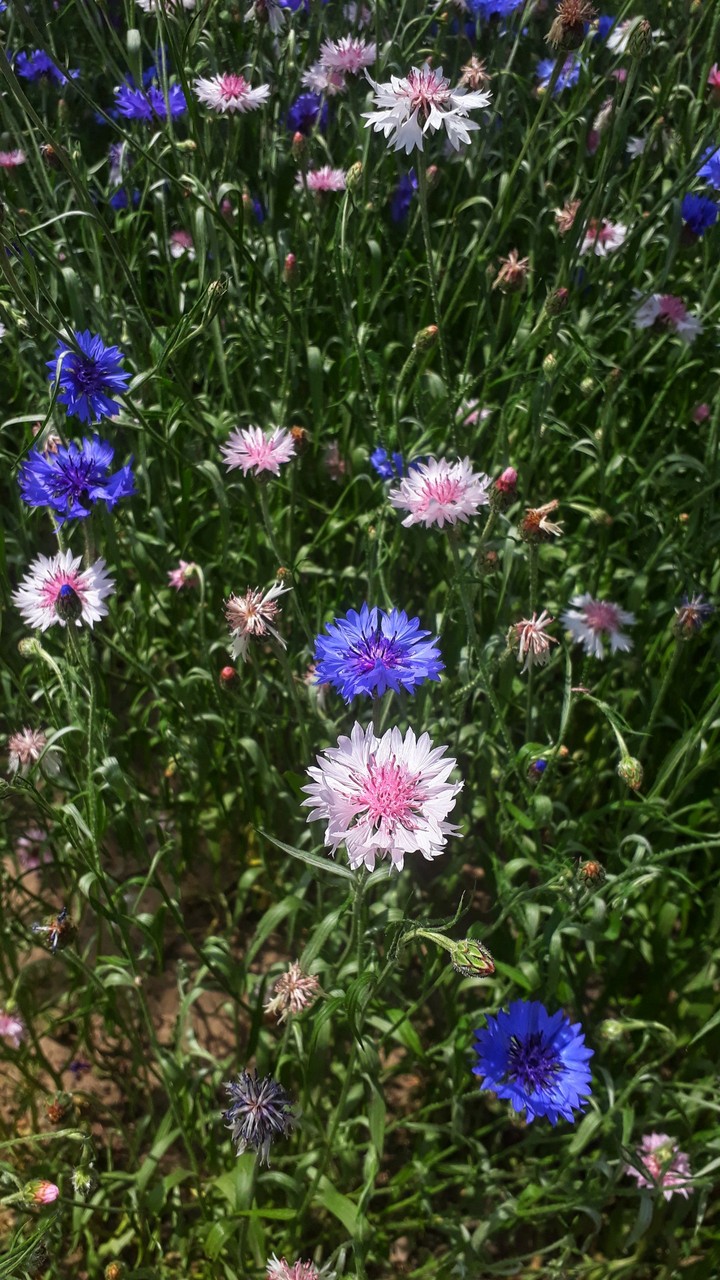 flowers