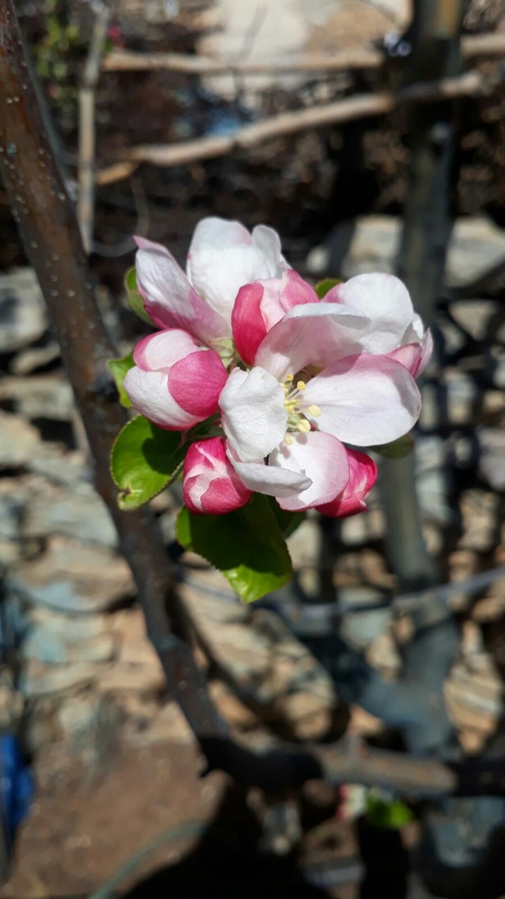 spring