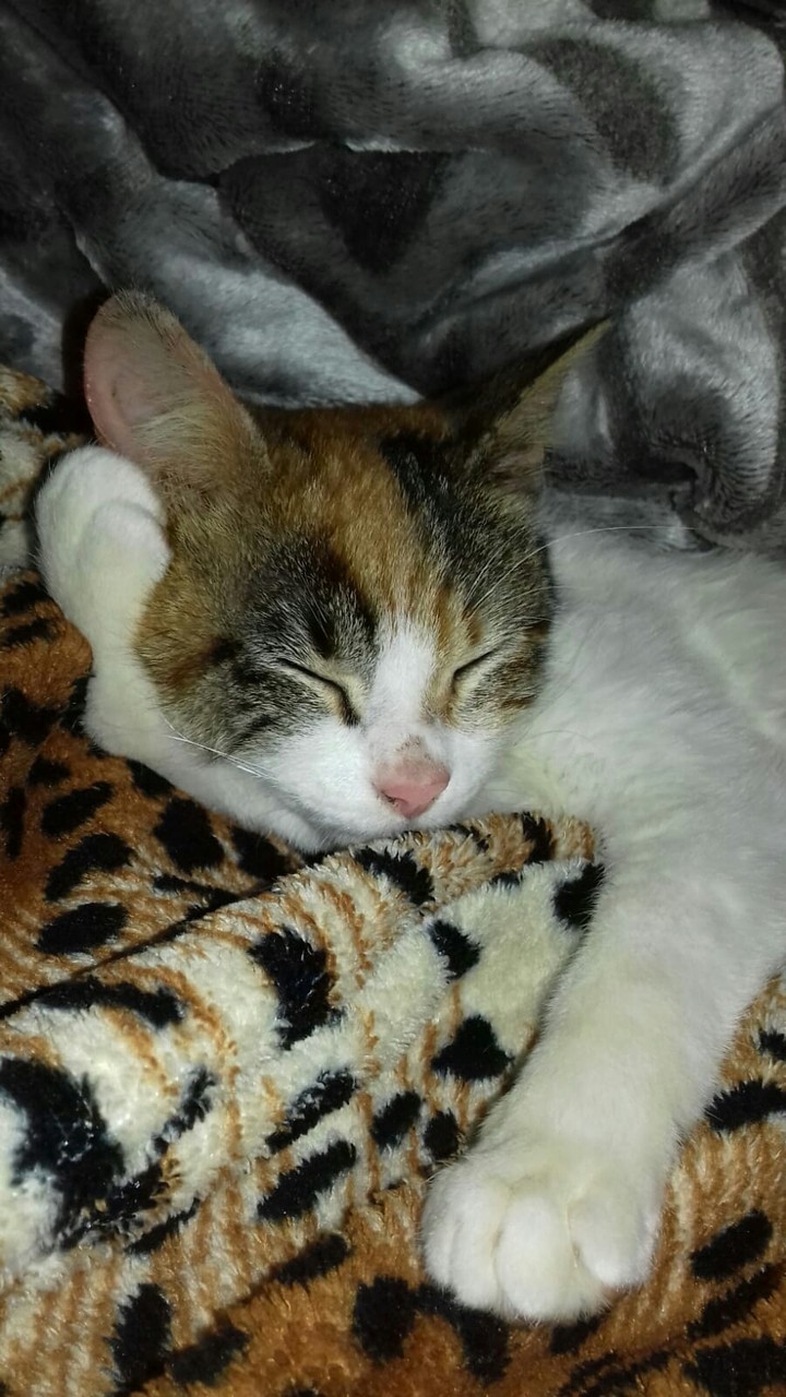 cutie