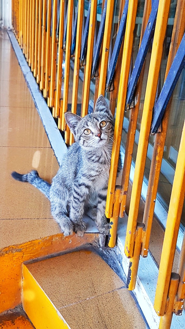 cat