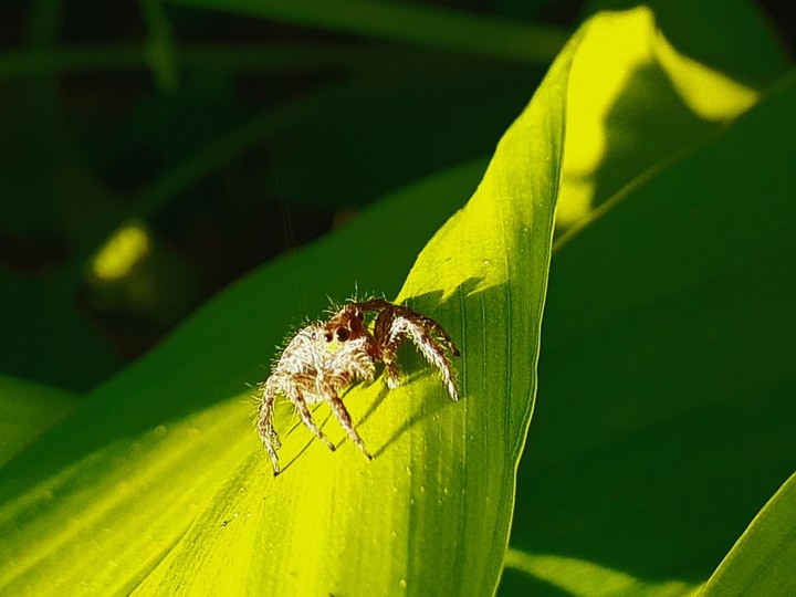 spider