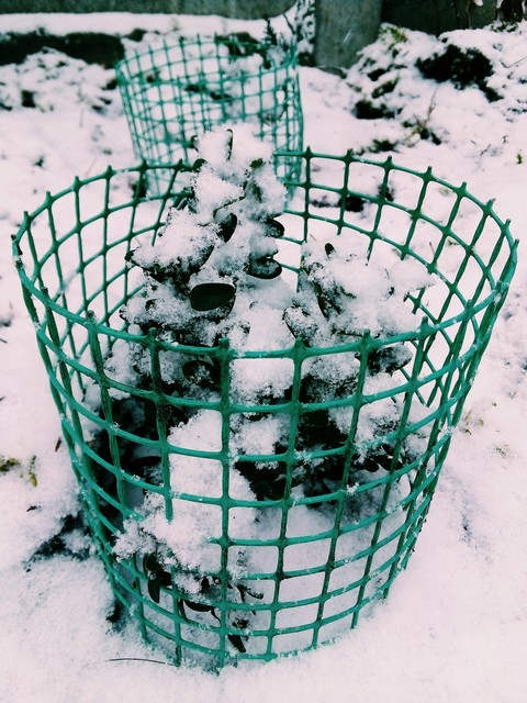 fondos de pantalla net, snow